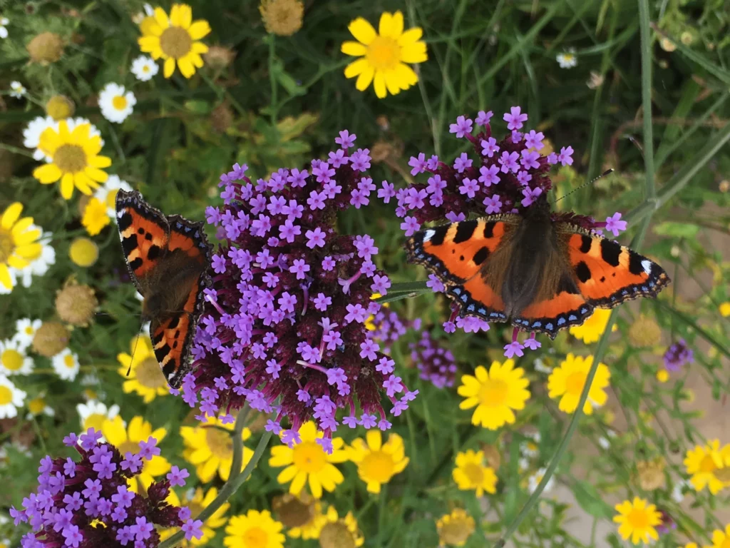 Two butterflies with orange, black, and blue-spotted wings perched on clusters of small purple flowers, surrounded by yellow and white flowers in a lush green garden.